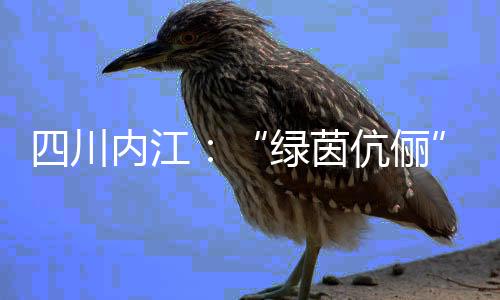 四川内江：“绿茵夫妻”扎根县城 做“铿锵玫瑰”“筑梦人”