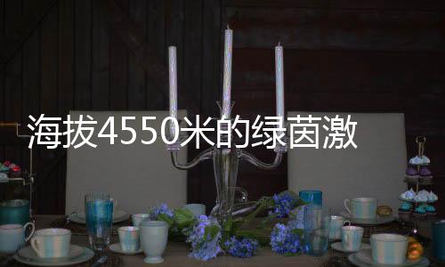 海拔4550米的绿茵豪情:玉树少年用酷爱踢出“天下波”